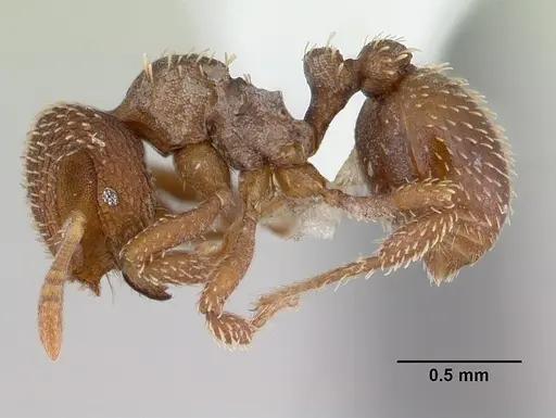 Calyptomyrmex piripilis specimen CASENT0178288 image casent0178288_3