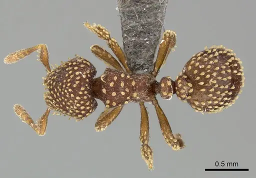 Calyptomyrmex piripilis specimen CASENT0235374 image casent0235374_1