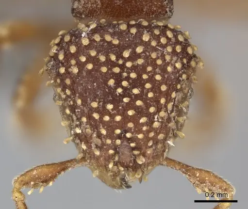 Calyptomyrmex piripilis specimen CASENT0235374 image casent0235374_2