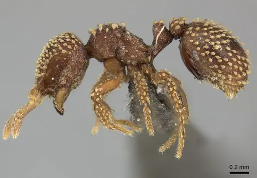 Calyptomyrmex piripilis specimen CASENT0235374 image casent0235374_3