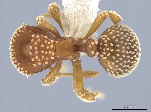 Calyptomyrmex piripilis specimen CASENT0629659 image casent0629659_1