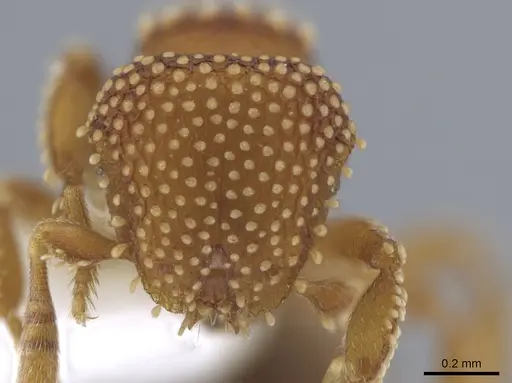 Calyptomyrmex piripilis specimen CASENT0629659 image casent0629659_2
