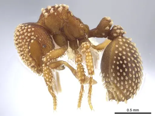 Calyptomyrmex piripilis specimen CASENT0629659 image casent0629659_3