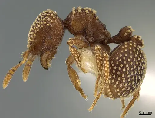 Calyptomyrmex piripilis specimen CASENT0923579 image casent0923579_1