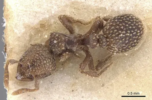 Calyptomyrmex piripilis specimen RMCAENT000017778 image rmcaent000017778_1
