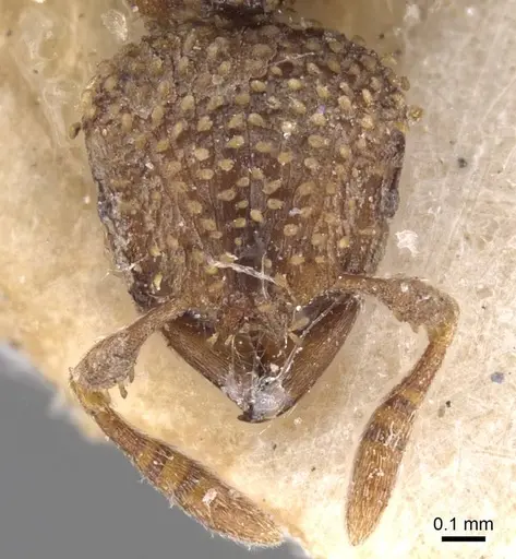 Calyptomyrmex piripilis specimen RMCAENT000017778 image rmcaent000017778_2