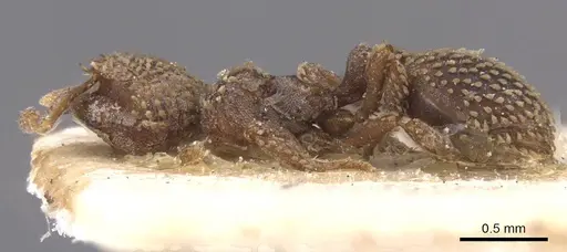 Calyptomyrmex piripilis specimen RMCAENT000017778 image rmcaent000017778_3