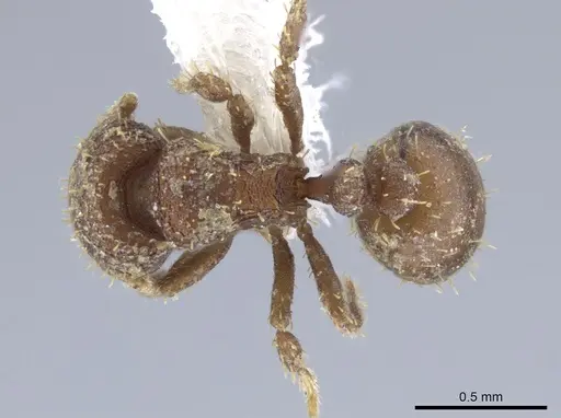 Calyptomyrmex rectopilosus specimen CASENT0651226 image casent0651226_1