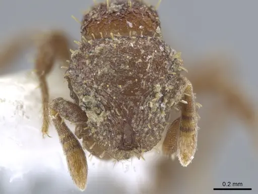 Calyptomyrmex rectopilosus specimen CASENT0651226 image casent0651226_2