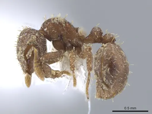 Calyptomyrmex rectopilosus specimen CASENT0651226 image casent0651226_3