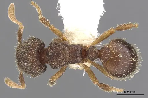 Calyptomyrmex rennefer specimen CASENT0900988 image casent0900988_1