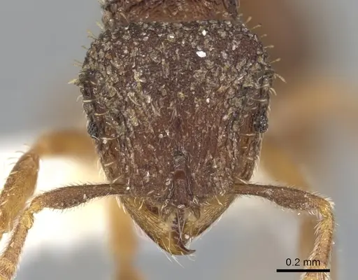 Calyptomyrmex rennefer specimen CASENT0900988 image casent0900988_2