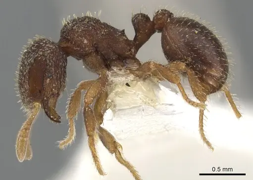Calyptomyrmex rennefer specimen CASENT0900988 image casent0900988_3