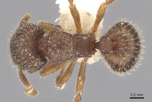 Calyptomyrmex rennefer specimen RMCAENT000017779 image rmcaent000017779_1