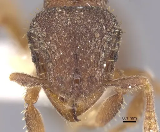 Calyptomyrmex rennefer specimen RMCAENT000017779 image rmcaent000017779_2