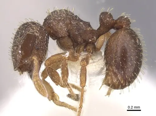 Calyptomyrmex rennefer specimen RMCAENT000017779 image rmcaent000017779_3