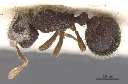 Calyptomyrmex rennefer specimen RMCAENT000017780 image rmcaent000017780_1