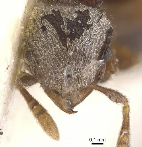 Calyptomyrmex rennefer specimen RMCAENT000017780 image rmcaent000017780_2
