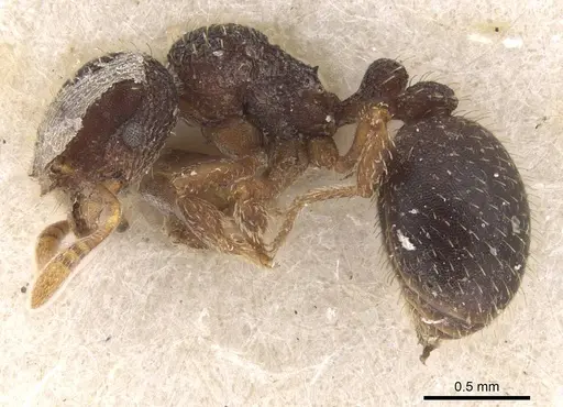 Calyptomyrmex rennefer specimen RMCAENT000017780 image rmcaent000017780_3