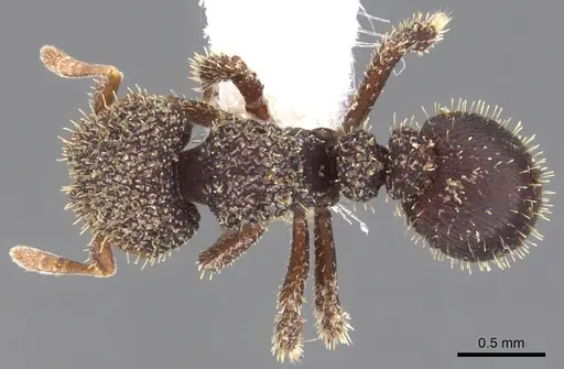 Calyptomyrmex retrostriatus specimen CASENT0900997 image casent0900997_1