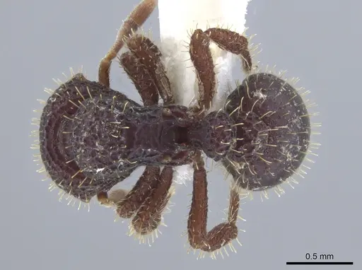 Calyptomyrmex ryderae specimen CASENT0634902 image casent0634902_1