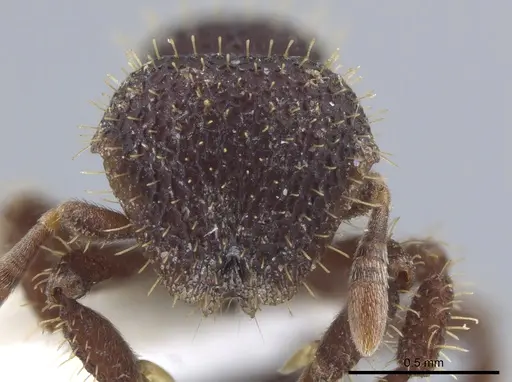 Calyptomyrmex ryderae specimen CASENT0634902 image casent0634902_2