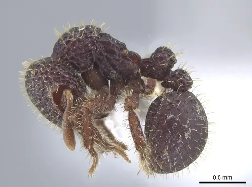 Calyptomyrmex ryderae specimen CASENT0634902 image casent0634902_3