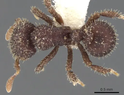 Calyptomyrmex ryderae specimen CASENT0900998 image casent0900998_1