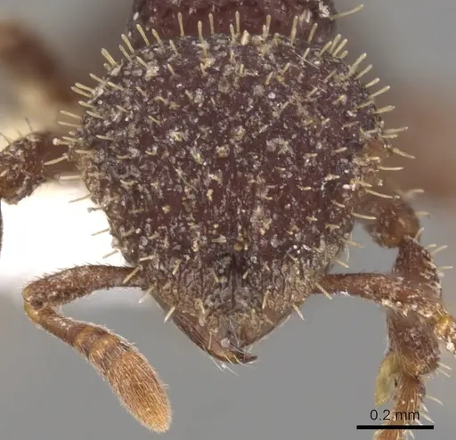 Calyptomyrmex ryderae specimen CASENT0900998 image casent0900998_2