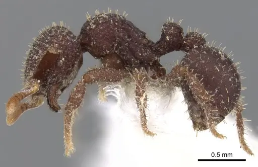 Calyptomyrmex ryderae specimen CASENT0900998 image casent0900998_3