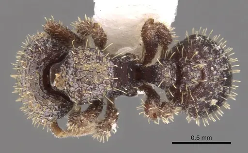 Calyptomyrmex sabahensis specimen CASENT0900999 image casent0900999_1