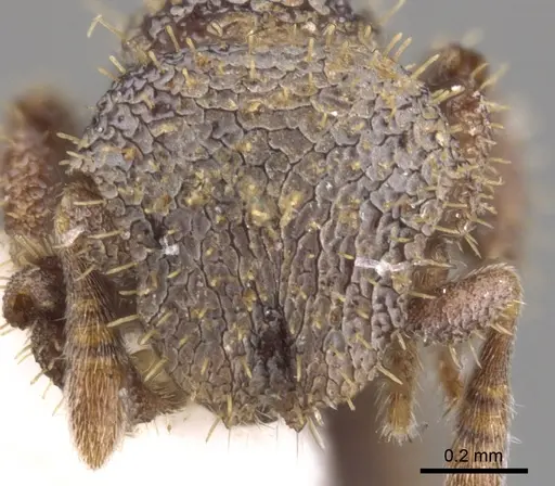 Calyptomyrmex sabahensis specimen CASENT0900999 image casent0900999_2