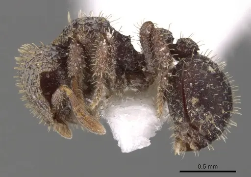 Calyptomyrmex sabahensis specimen CASENT0900999 image casent0900999_3