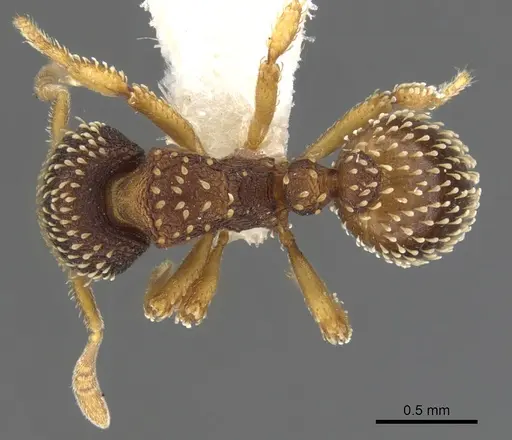 Calyptomyrmex shasu specimen CASENT0900990 image casent0900990_1