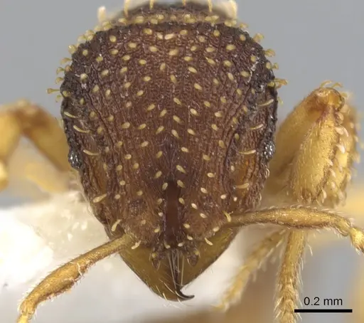 Calyptomyrmex shasu specimen CASENT0900990 image casent0900990_2