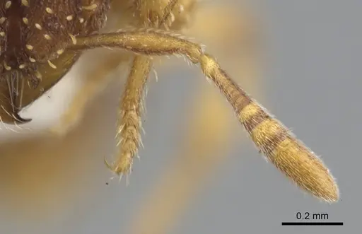 Calyptomyrmex shasu specimen CASENT0900990 image casent0900990_3