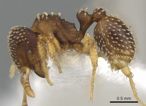 Calyptomyrmex shasu specimen CASENT0900990 image casent0900990_4
