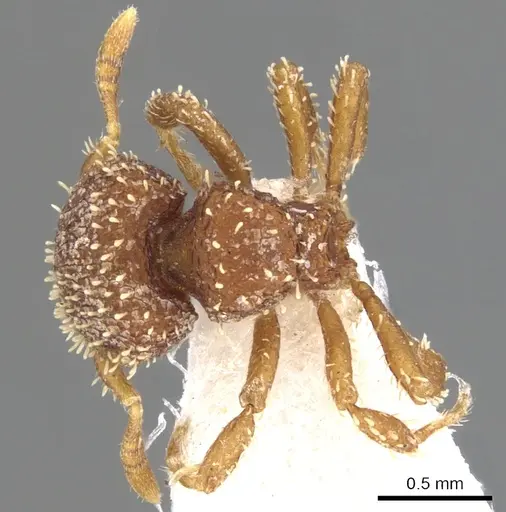 Calyptomyrmex singalensis specimen CASENT0900993 image casent0900993_1