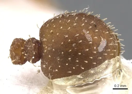 Calyptomyrmex singalensis specimen CASENT0900993 image casent0900993_2