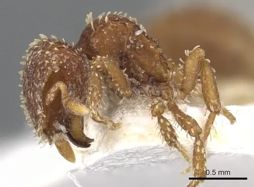 Calyptomyrmex singalensis specimen CASENT0900993 image casent0900993_4