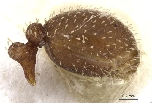 Calyptomyrmex singalensis specimen CASENT0900993 image casent0900993_5