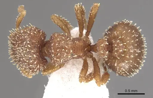 Calyptomyrmex singalensis specimen CASENT0911132 image casent0911132_1