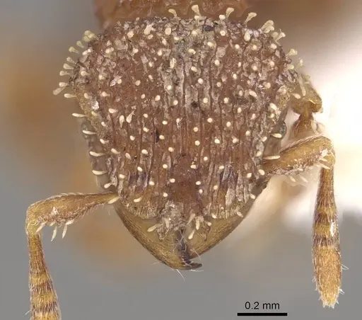 Calyptomyrmex singalensis specimen CASENT0911132 image casent0911132_2