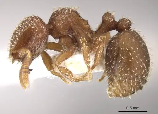 Calyptomyrmex singalensis specimen CASENT0911132 image casent0911132_3