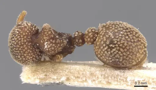 Calyptomyrmex stellatus specimen CASENT0913956 image casent0913956_1