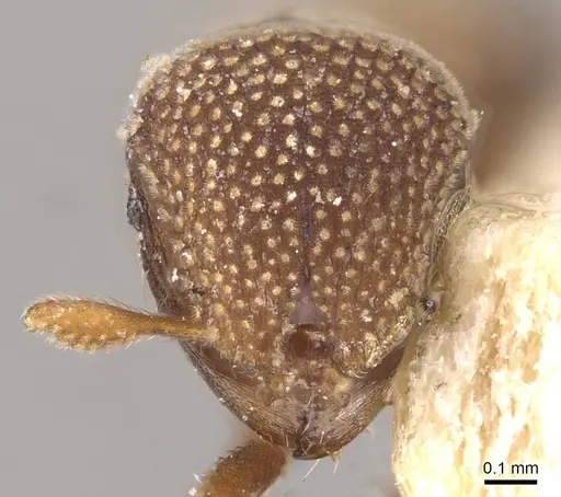 Calyptomyrmex stellatus specimen CASENT0913956 image casent0913956_2