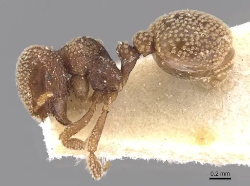 Calyptomyrmex stellatus specimen CASENT0913956 image casent0913956_3