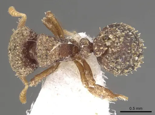 Calyptomyrmex tamil specimen CASENT0911133 image casent0911133_1