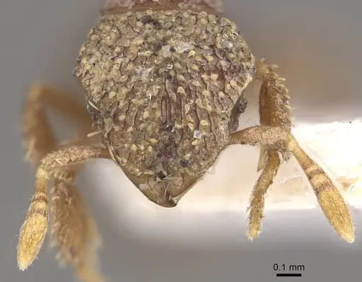 Calyptomyrmex tamil specimen CASENT0911133 image casent0911133_2