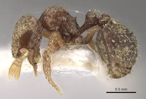 Calyptomyrmex tamil specimen CASENT0911133 image casent0911133_3